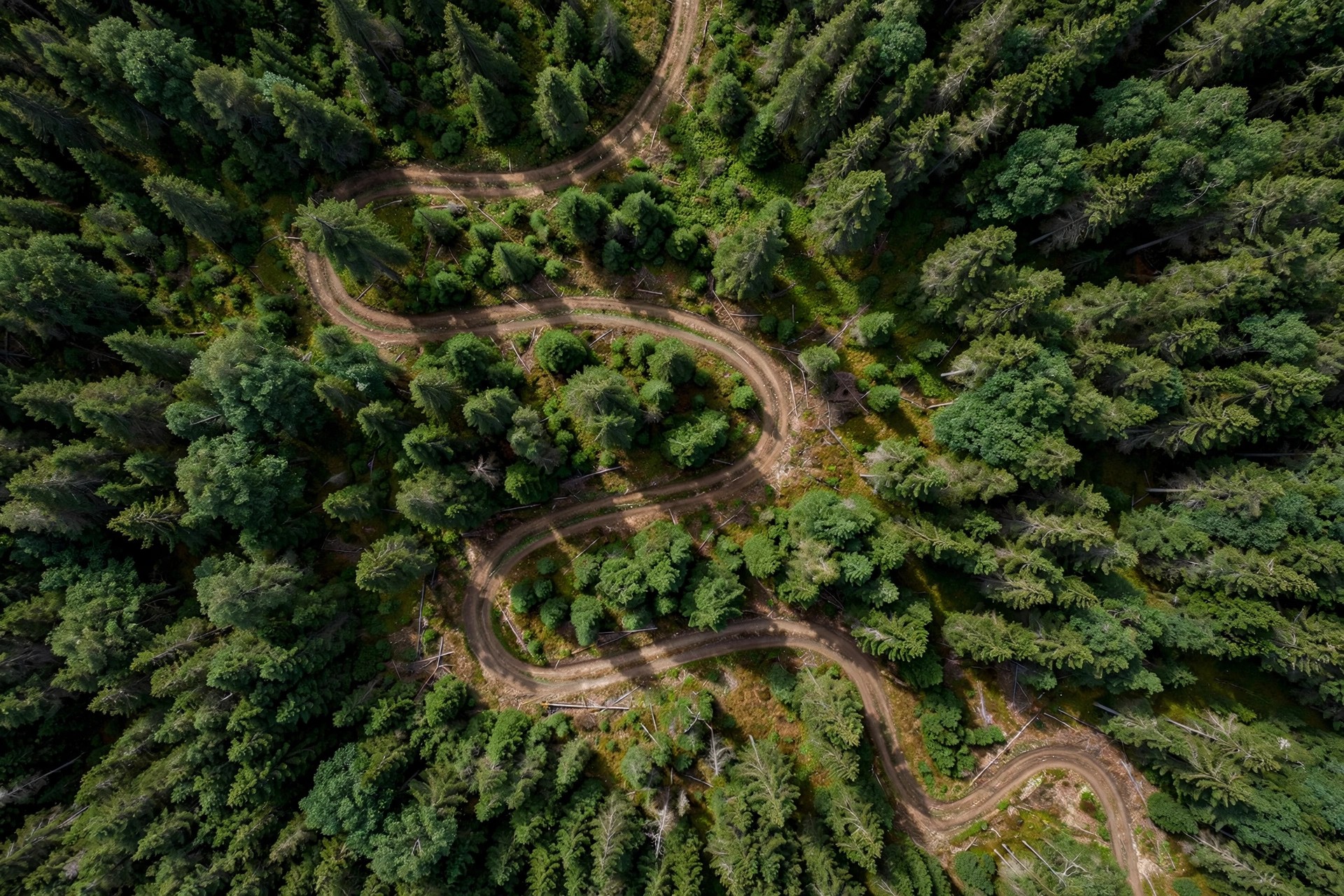 Ejemplo visual: Perspectiva — vista de pájaro de un sendero en el bosque